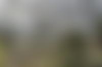 Whaley Bridge Amenity Society | Charici