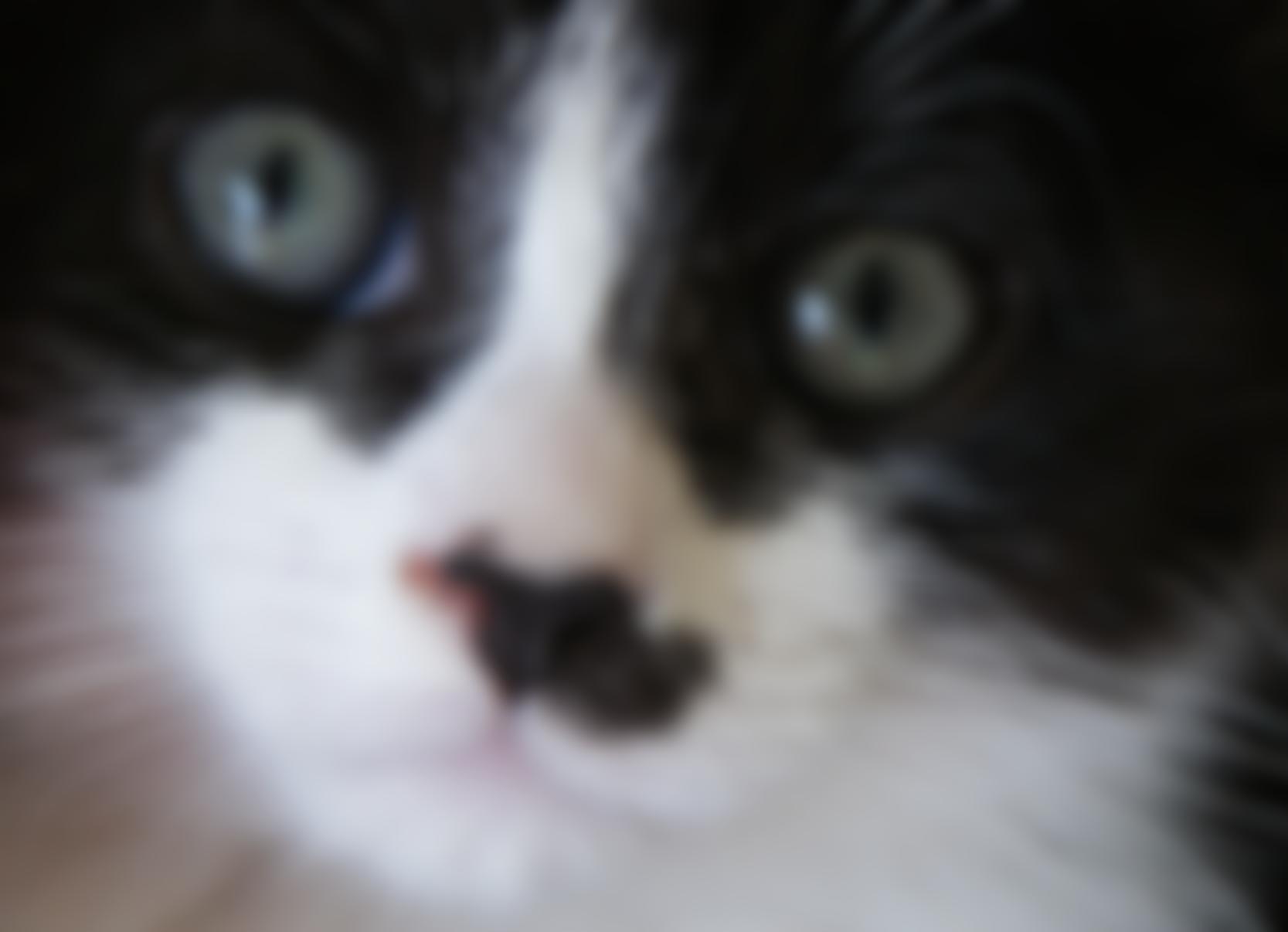 Midlands Animal Rescue Team | Charici