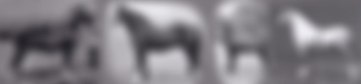 The Lampeter Welsh Pony And Cob Association | Charici