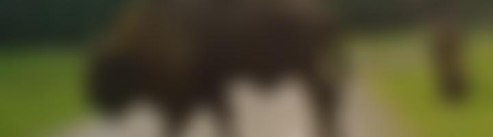 Royal Antediluvian Order Of Buffaloes Gle Provincial Grand Lodge Of Walsall And South Staffs Benevolent Fund | Charici