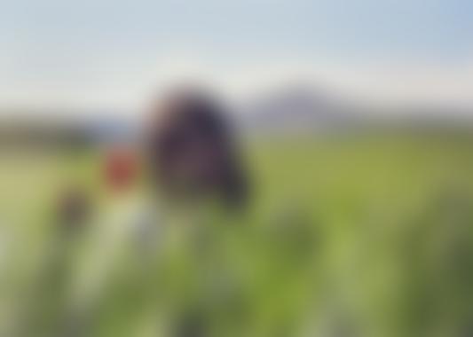 The Monmouthshire County Council Welsh Church Act Fund | Charici