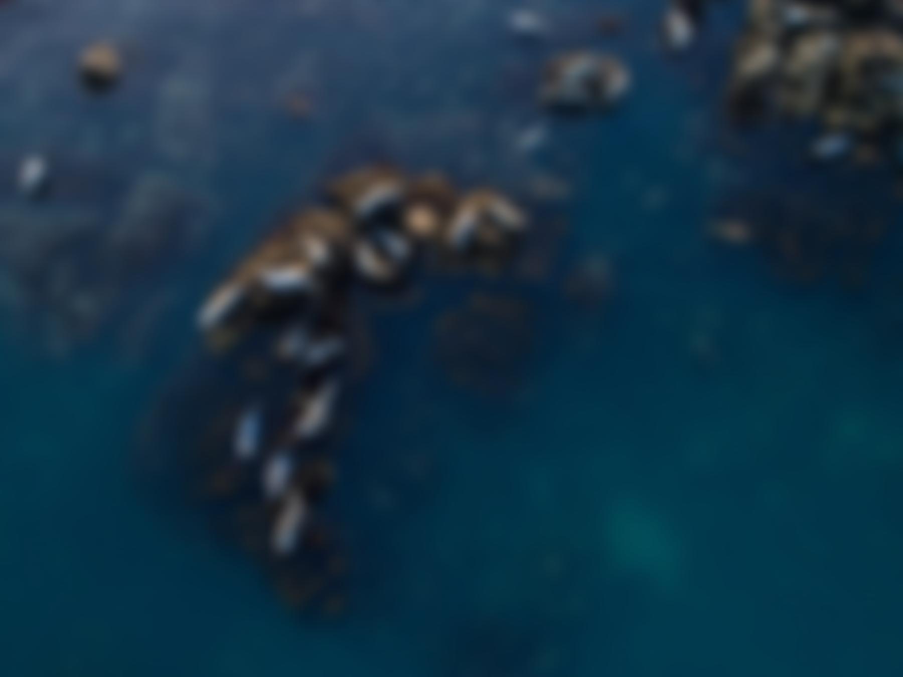 The Bardsey Island Trust Limited | Charici