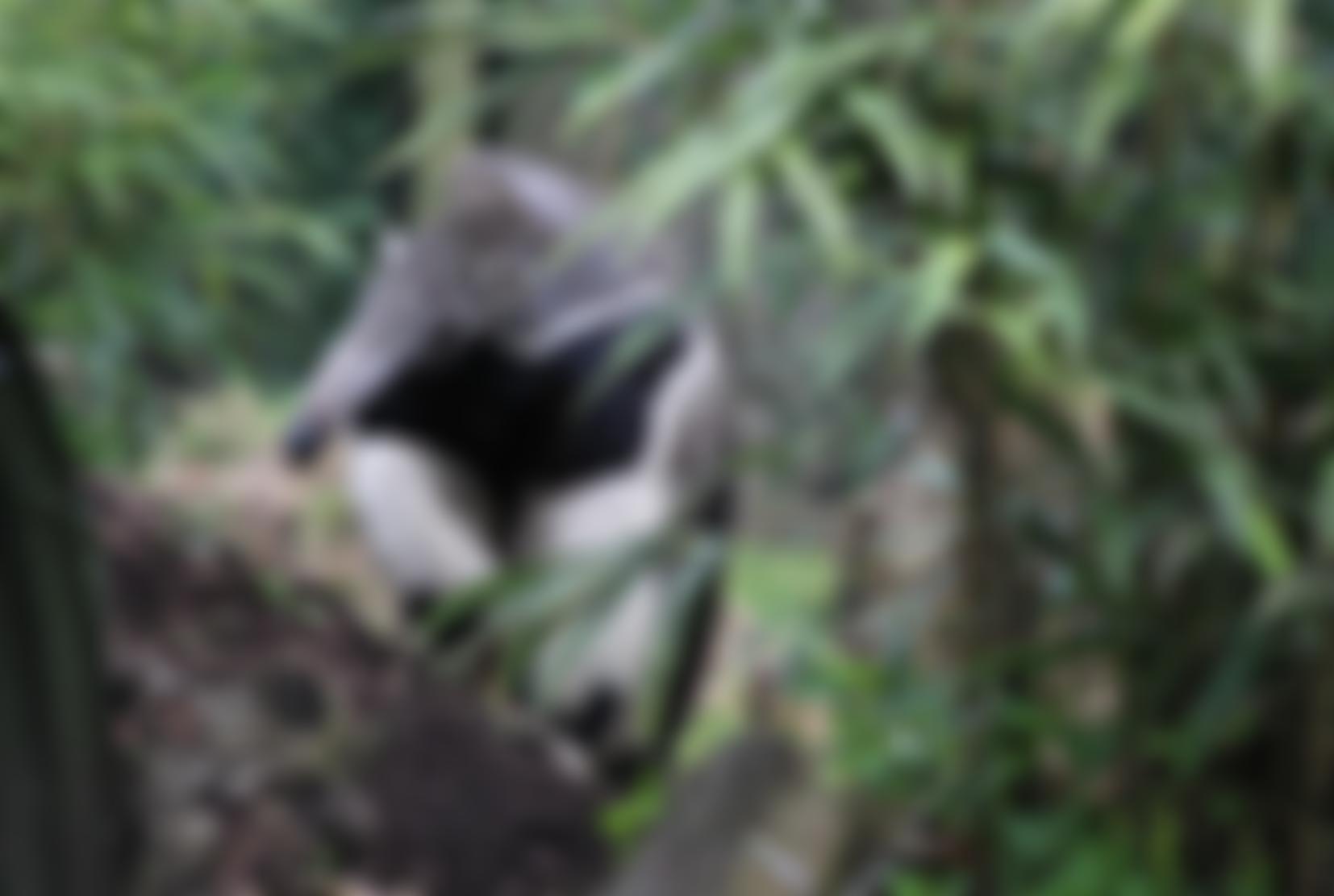 Dudley And West Midlands Zoological Society Limited | Charici