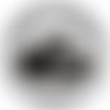 The Gwent Badger Group | Charici