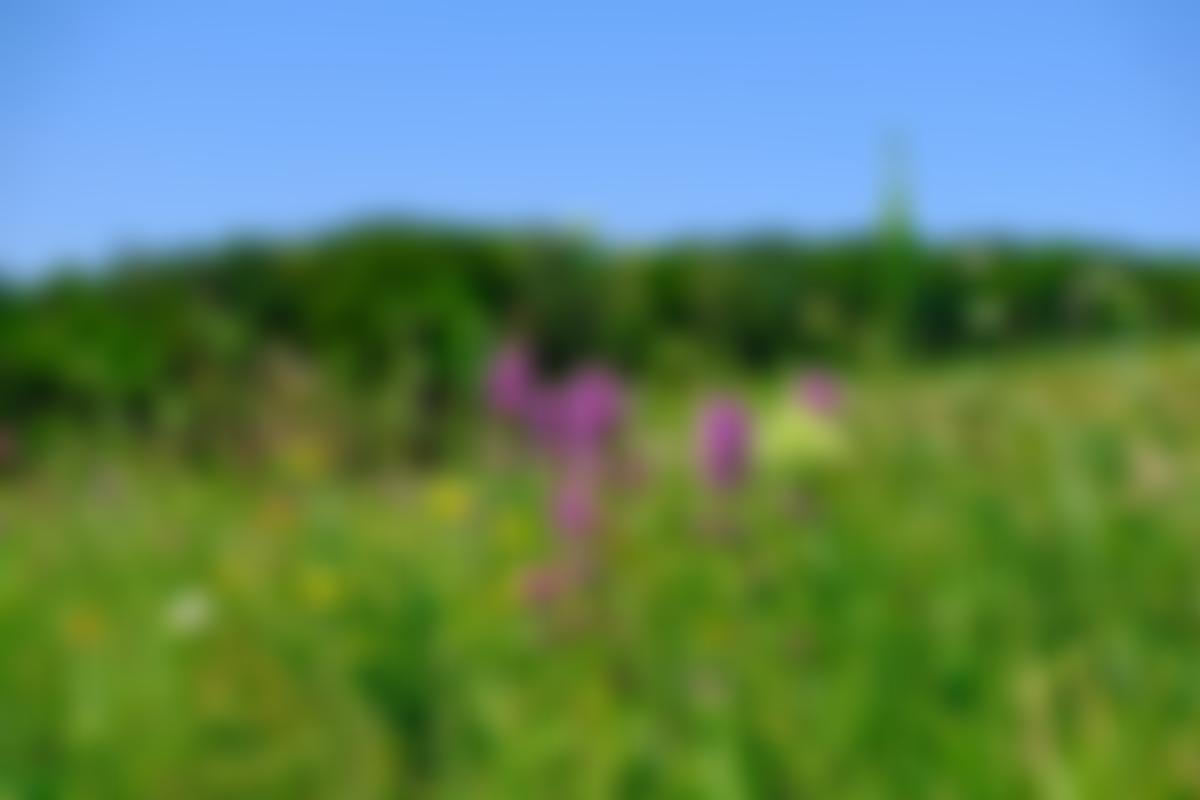 The Stapledon Memorial Trust | Charici