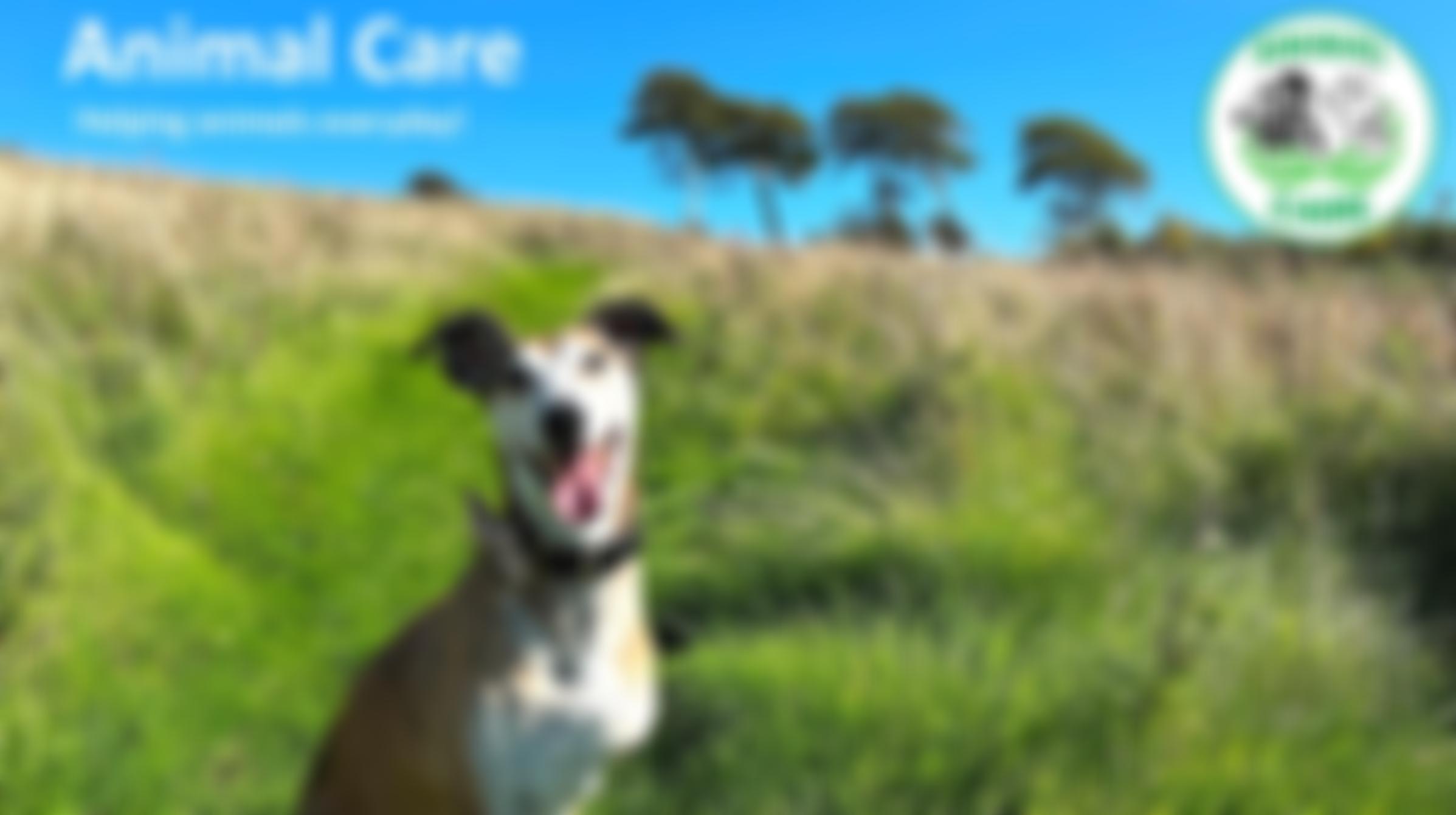 Animal Care Lancaster Morecambe And District | Charici