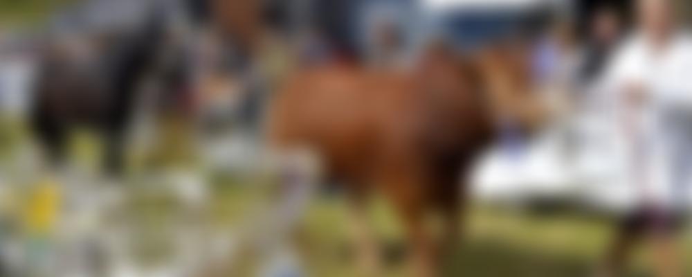 Dalston Agricultural Society | Charici