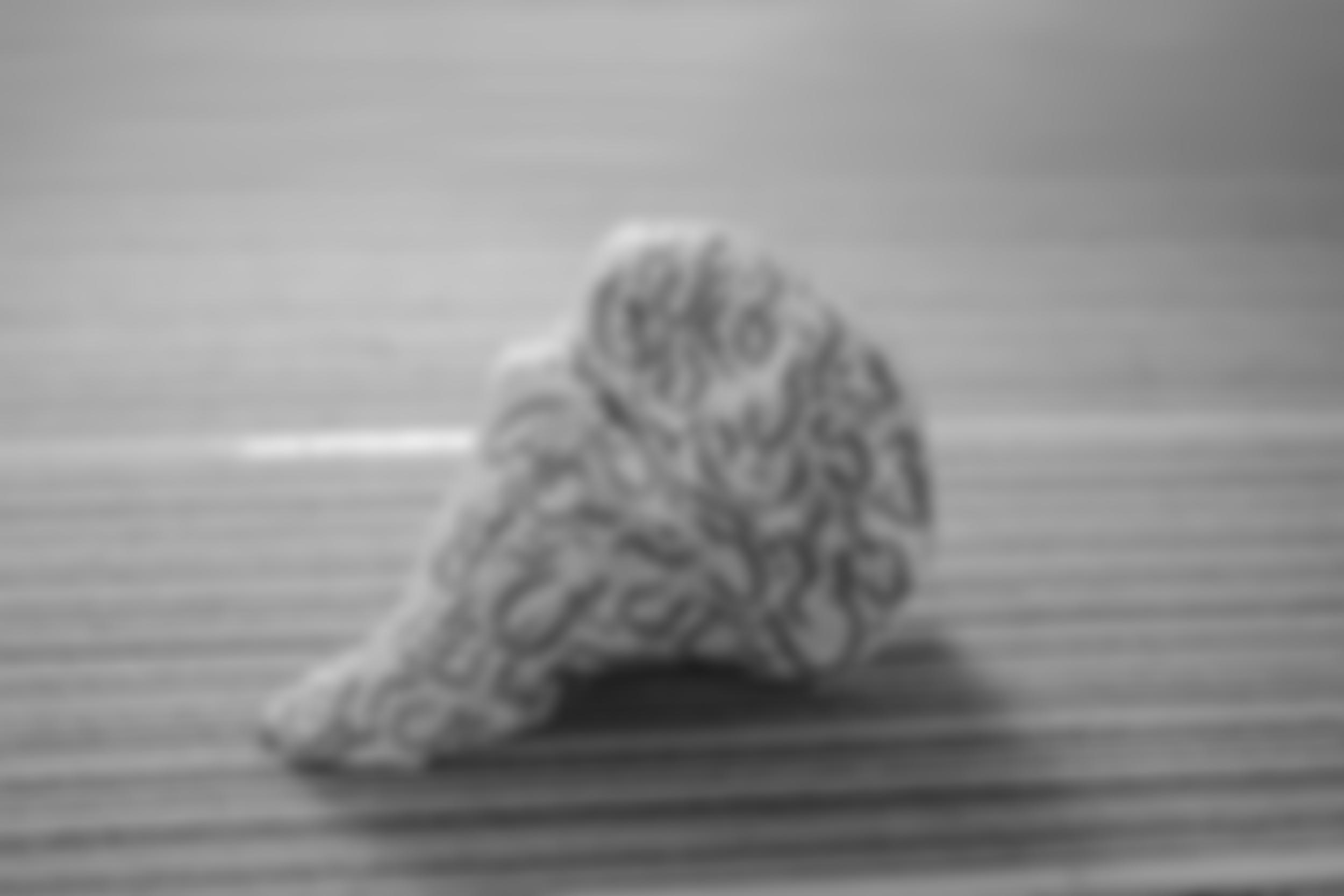 Ffotogallery Wales Limited | Charici