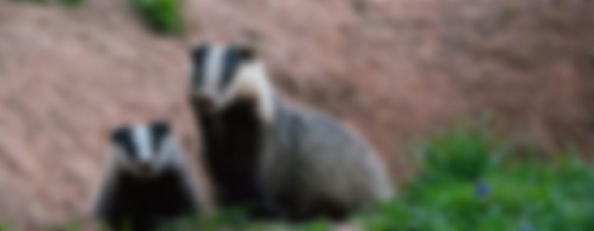 The Wirral And Cheshire Badger Group | Charici