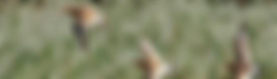 Shropshire Ornithological Society | Charici