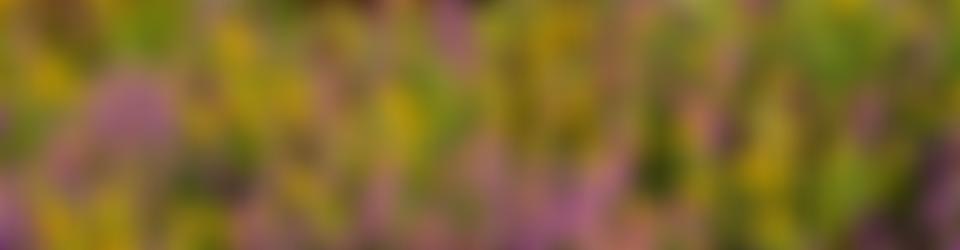 Lowes Allotment | Charici