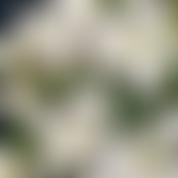 The Mercia And North Wales Area Of Nafas | Charici