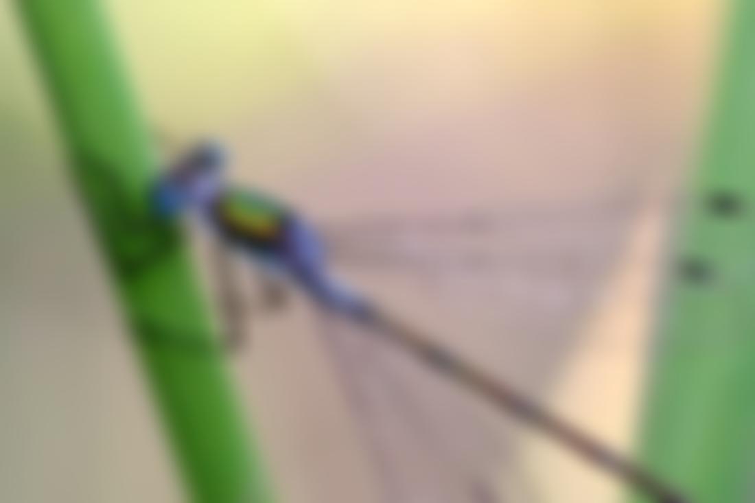 The Preston Society | Charici