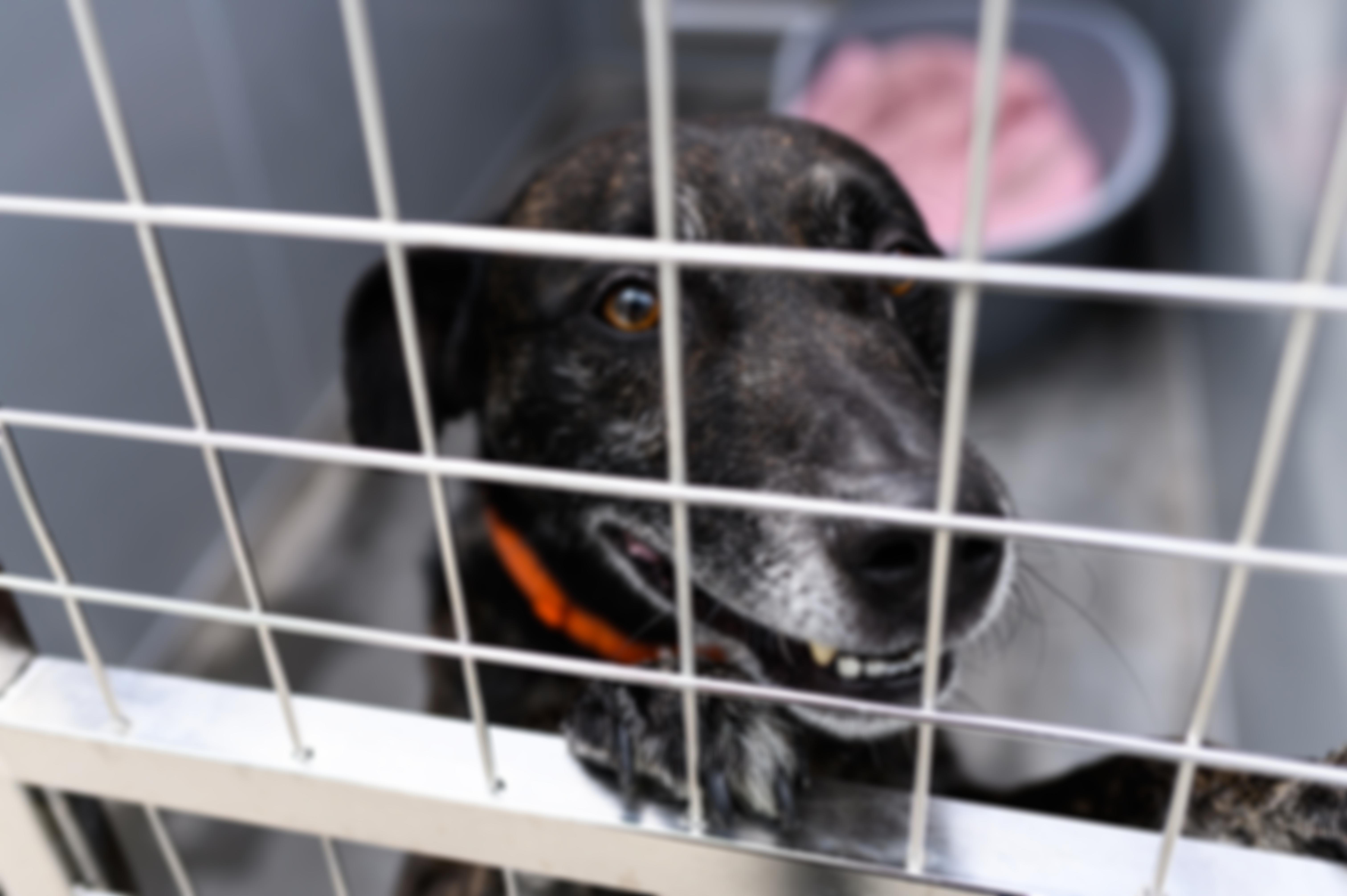 Royal Society For The Prevention Of Cruelty To Animals Derby And District Branch | Charici