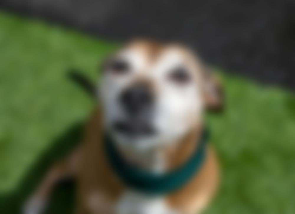 Destitute Animals Shelter | Charici