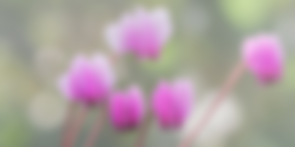 The Birmingham Botanical And Horticultural Society Limited | Charici