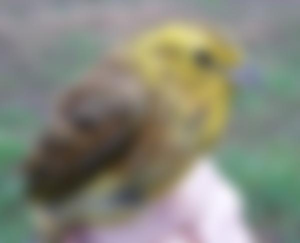 Merseyside Ringing Group | Charici