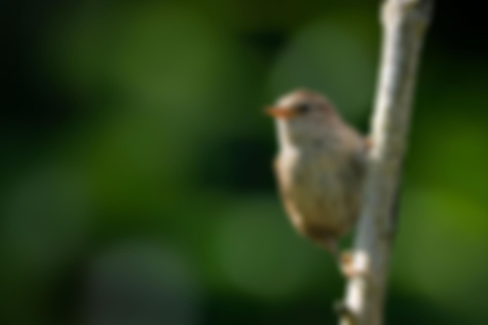 Sheffield Wildlife Trust | Charici