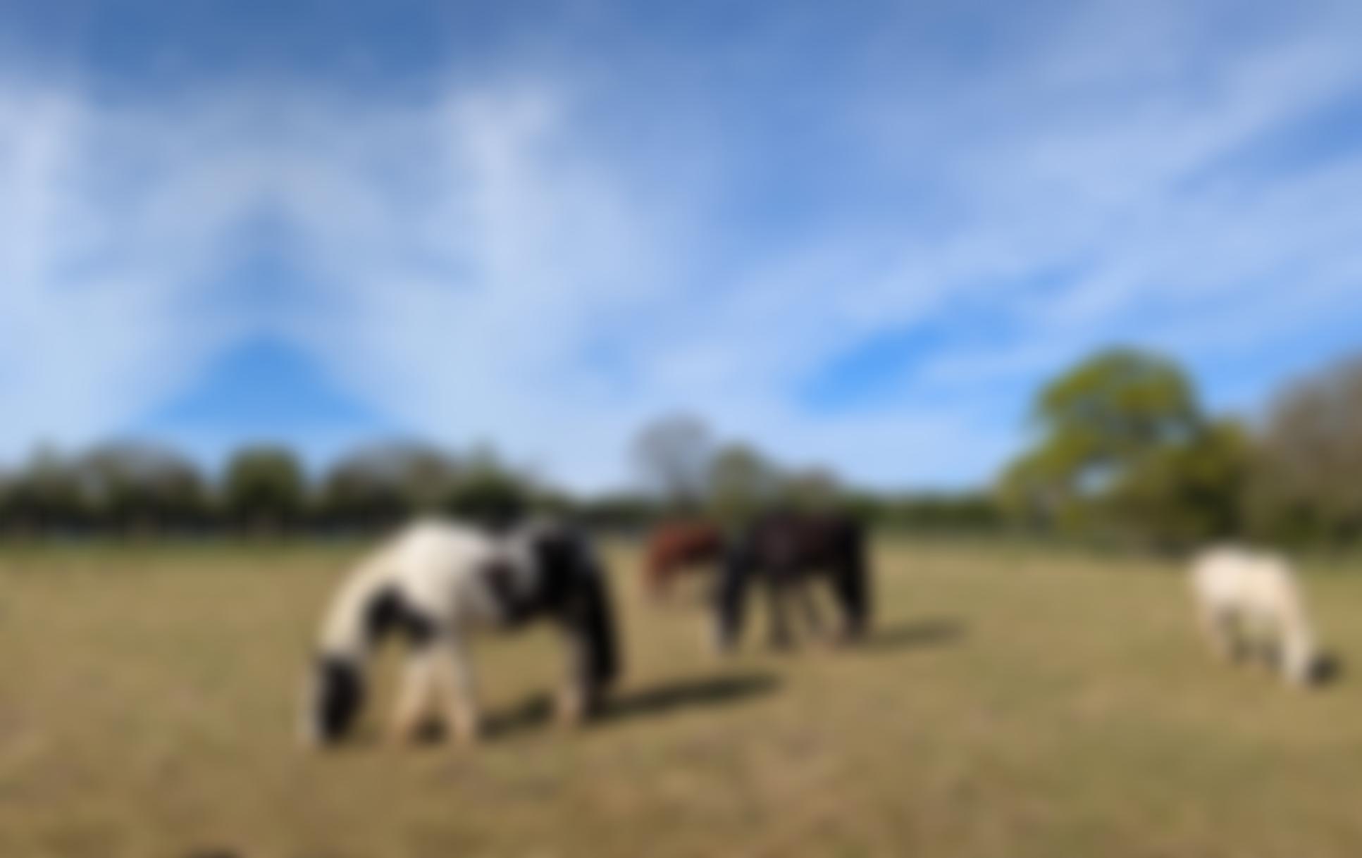 Nuneaton And North Warwickshire Equestrian Centre Riding For The Disabled | Charici