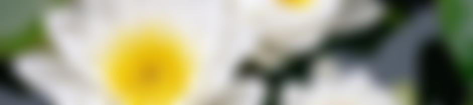 Pewterspear Green Trust Limited | Charici