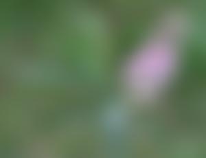 The Hebe Society | Charici