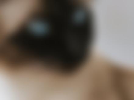 The Marchig Animal Welfare Trust | Charici