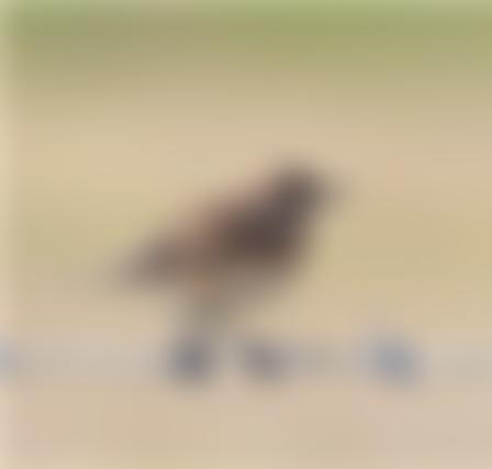 Buckinghamshire Bird Club | Charici