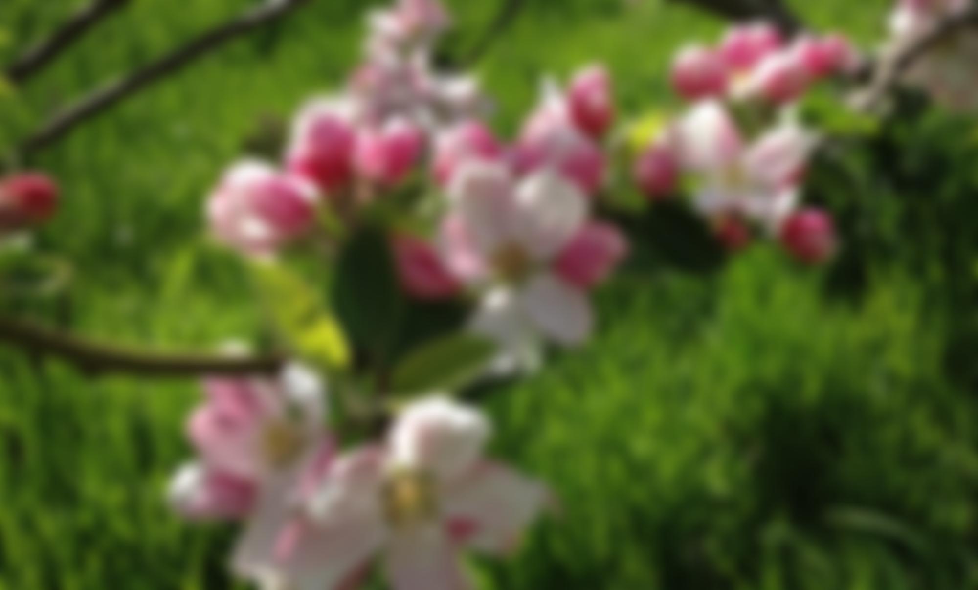 Shenley Park Trust | Charici