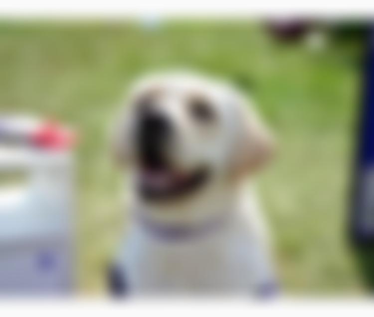 Canine Partners For Independence | Charici