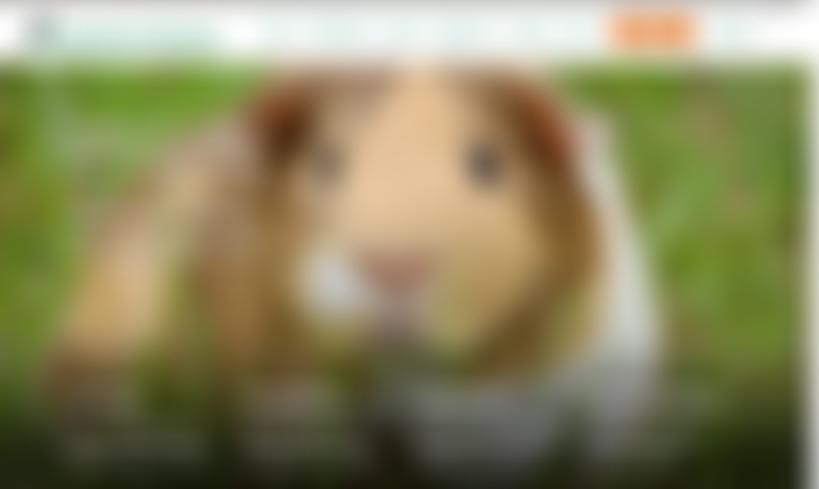 Animals In Distress (Torbay And West Country) | Charici