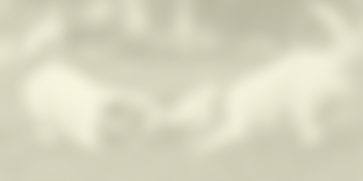 Royal Society For The Prevention Of Cruelty To Animals Sheffield Branch | Charici