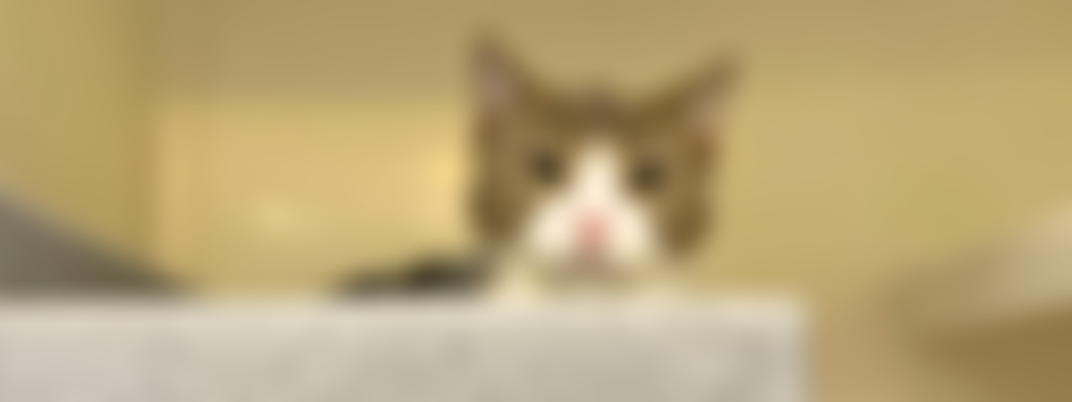 Rspca Halifax, Huddersfield, Bradford & District Branch | Charici