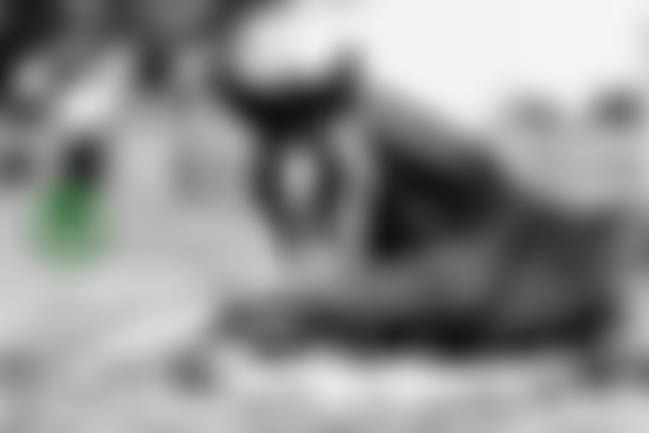 British Horse Foundation | Charici