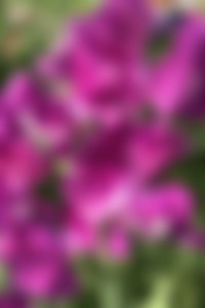 The National Sweet Pea Society | Charici