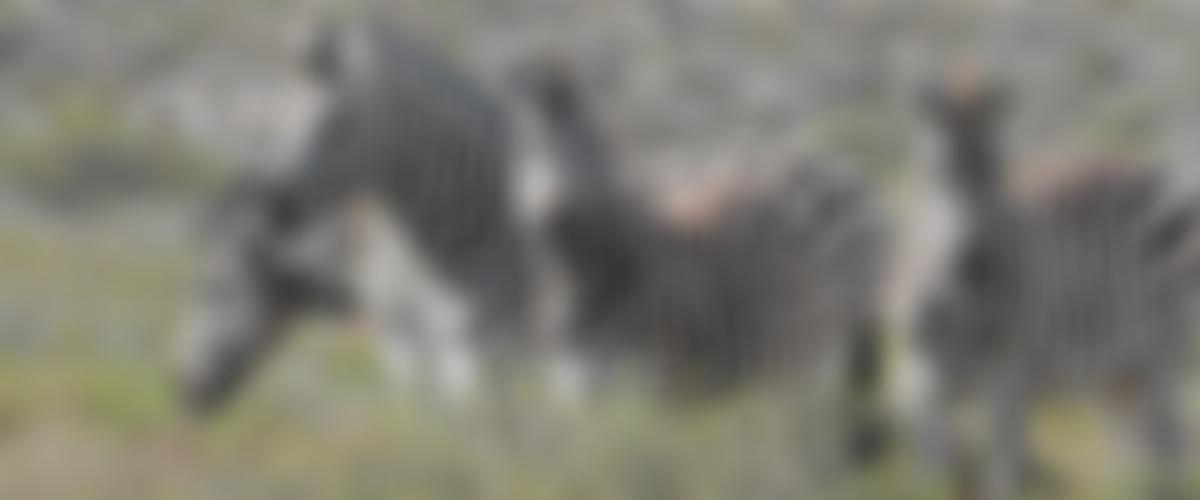 The Wildlife For All Trust | Charici