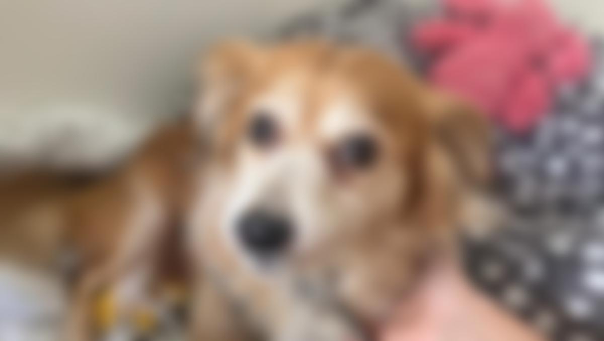 Animal Rescue | Charici