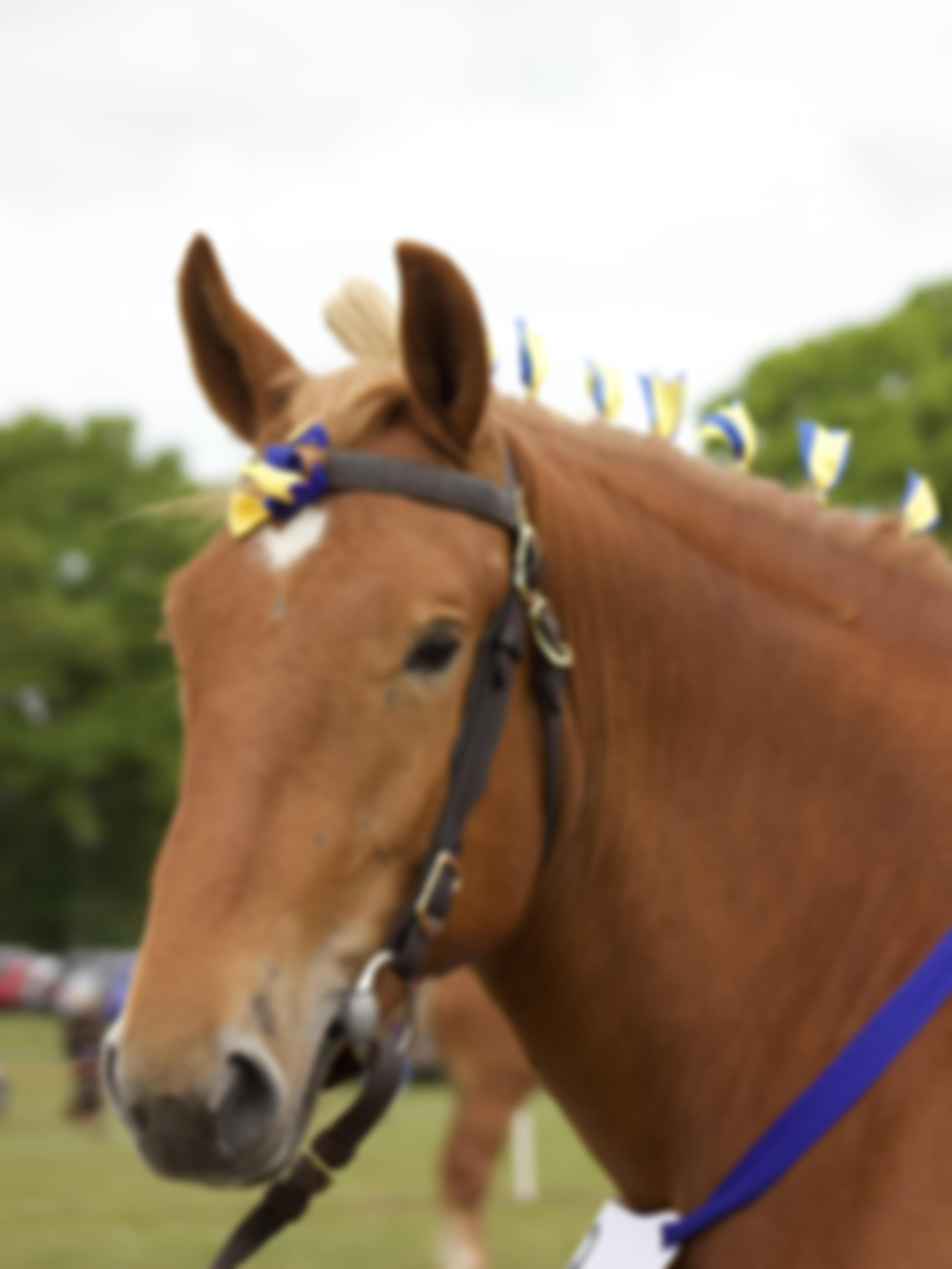 Woodbridge Horse Show Society | Charici