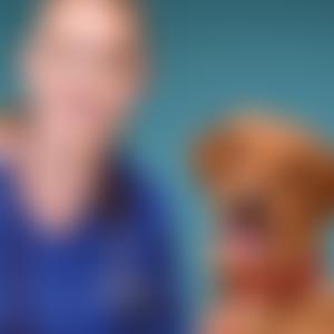 British Small Animal Veterinary Association | Charici