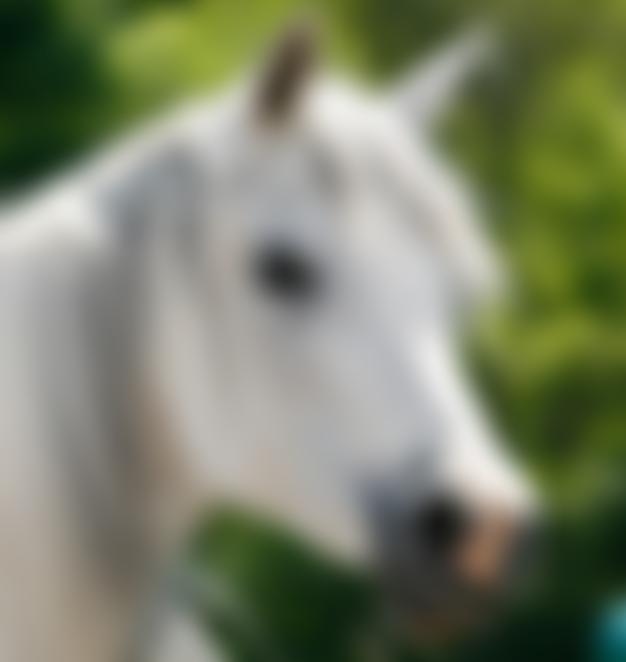 Horse Aid Care Knowledge | Charici