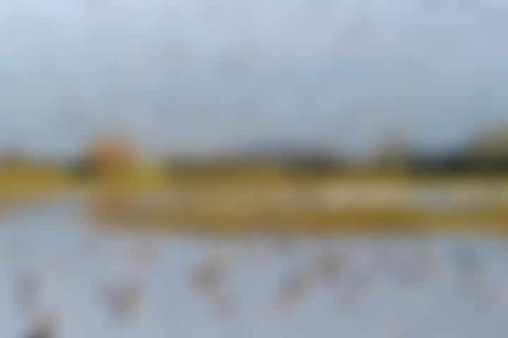 Wildfowl And Wetlands Trust | Charici