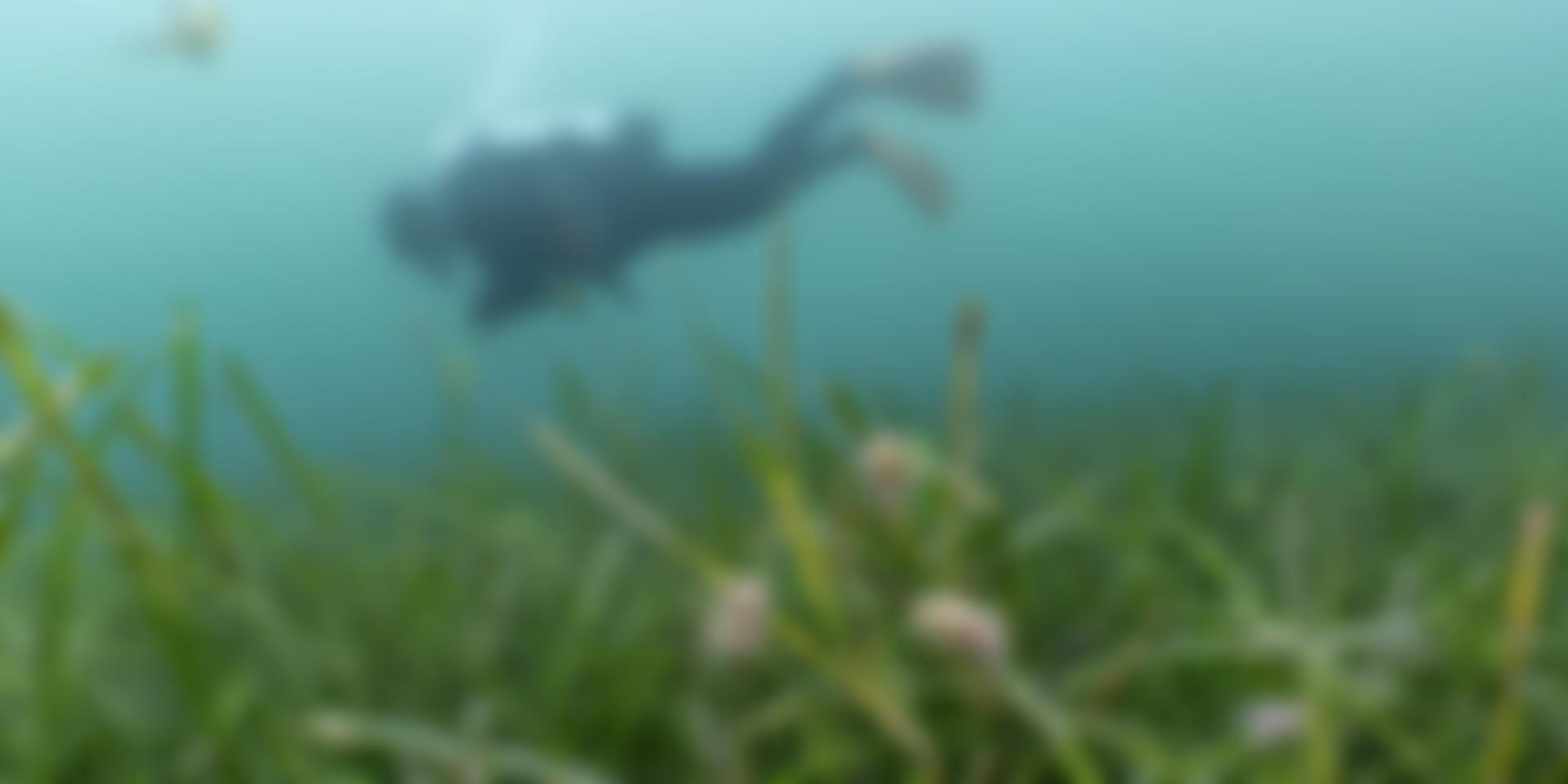 Ocean Conservation Trust Limited | Charici