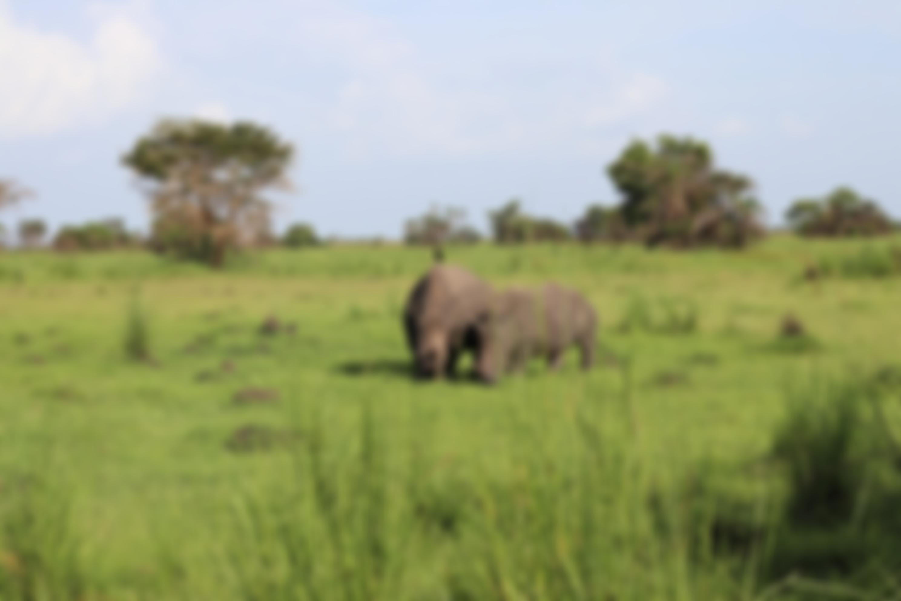 Save The Rhino International | Charici