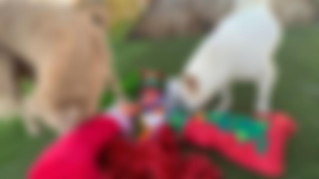 International Wildlife Coalition Trust | Charici