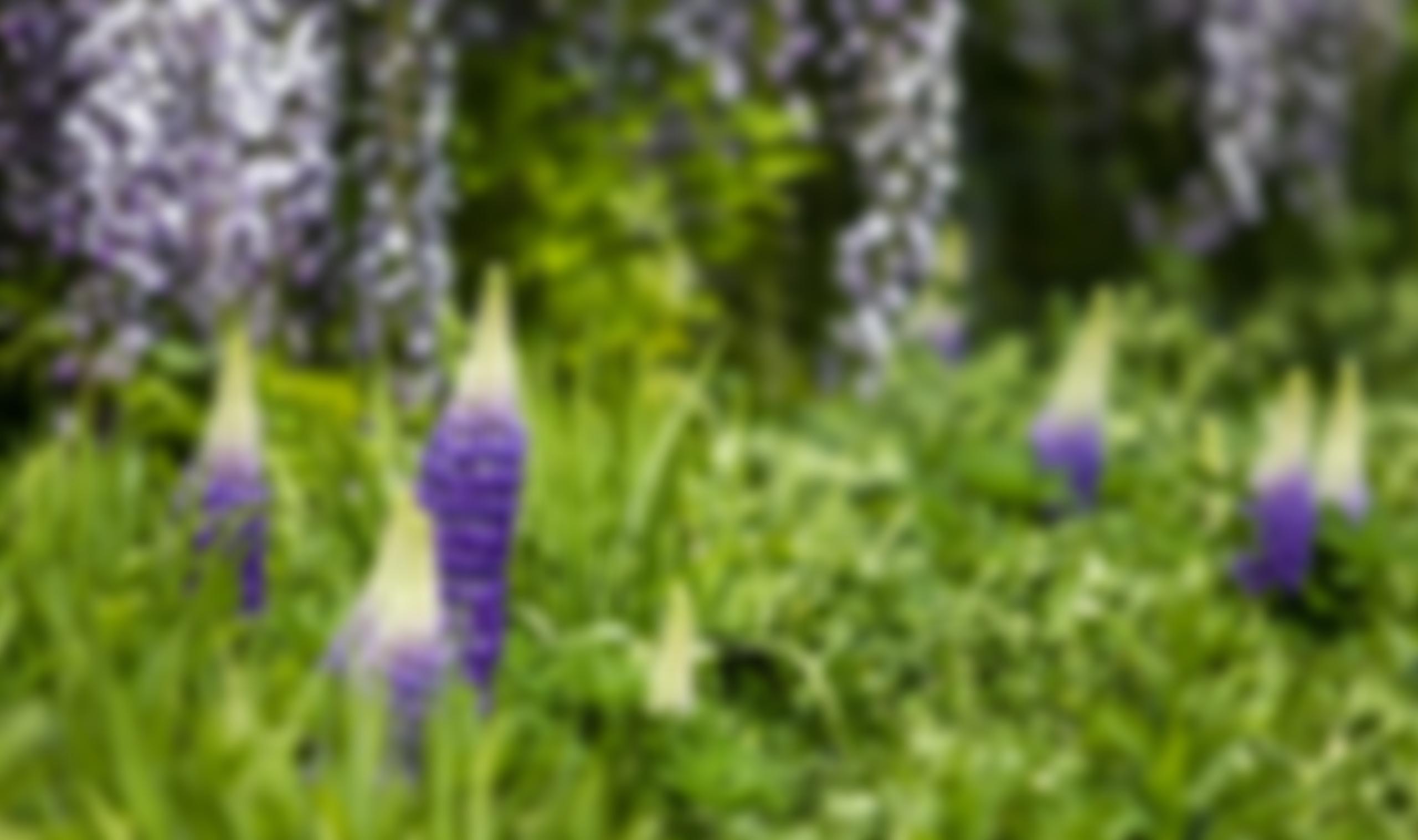 The National Botanic Garden Of Wales | Charici