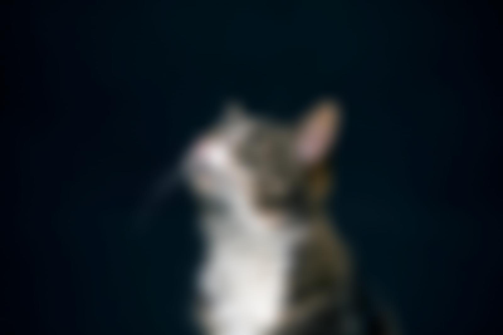 Cats Protection | Charici