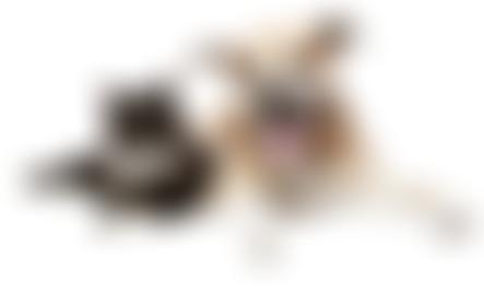 Royal Society For The Prevention Of Cruelty To Animals Tameside And Glossop Branch | Charici