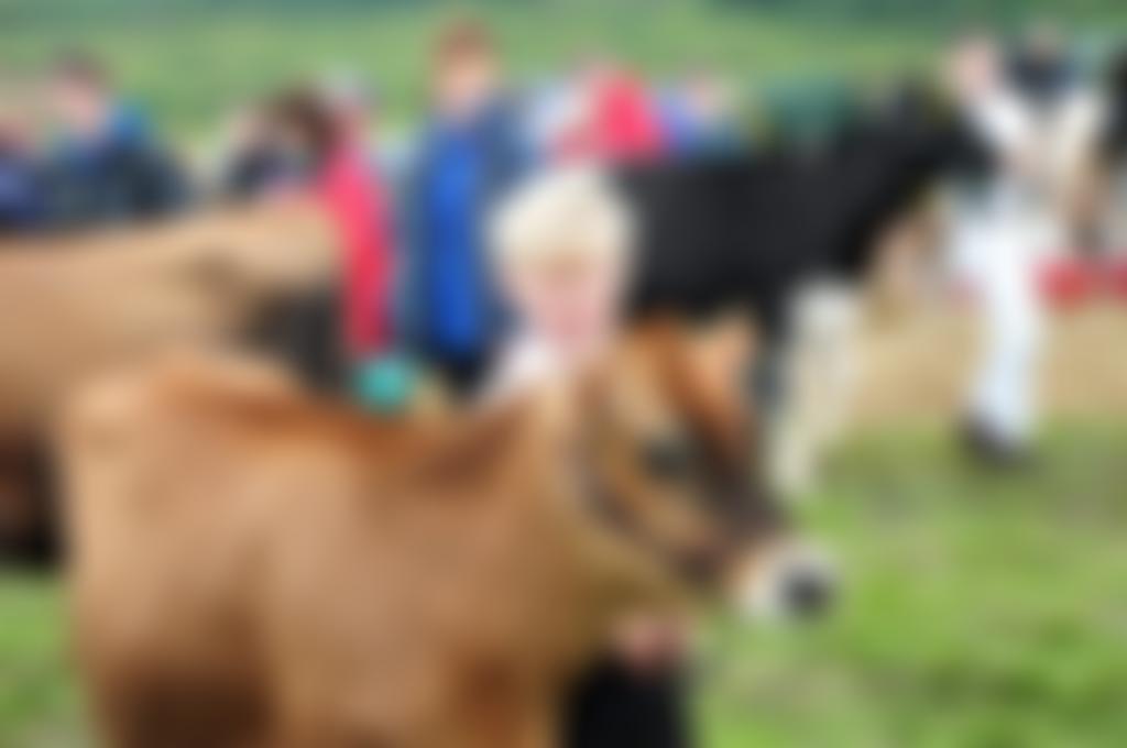 The Llandyfaelog And District Agricultural And Horticultural Society | Charici