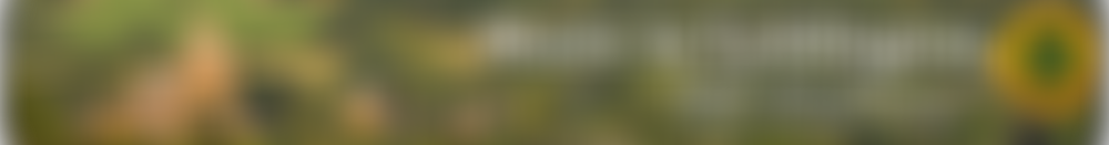 Music In Lyddington | Charici