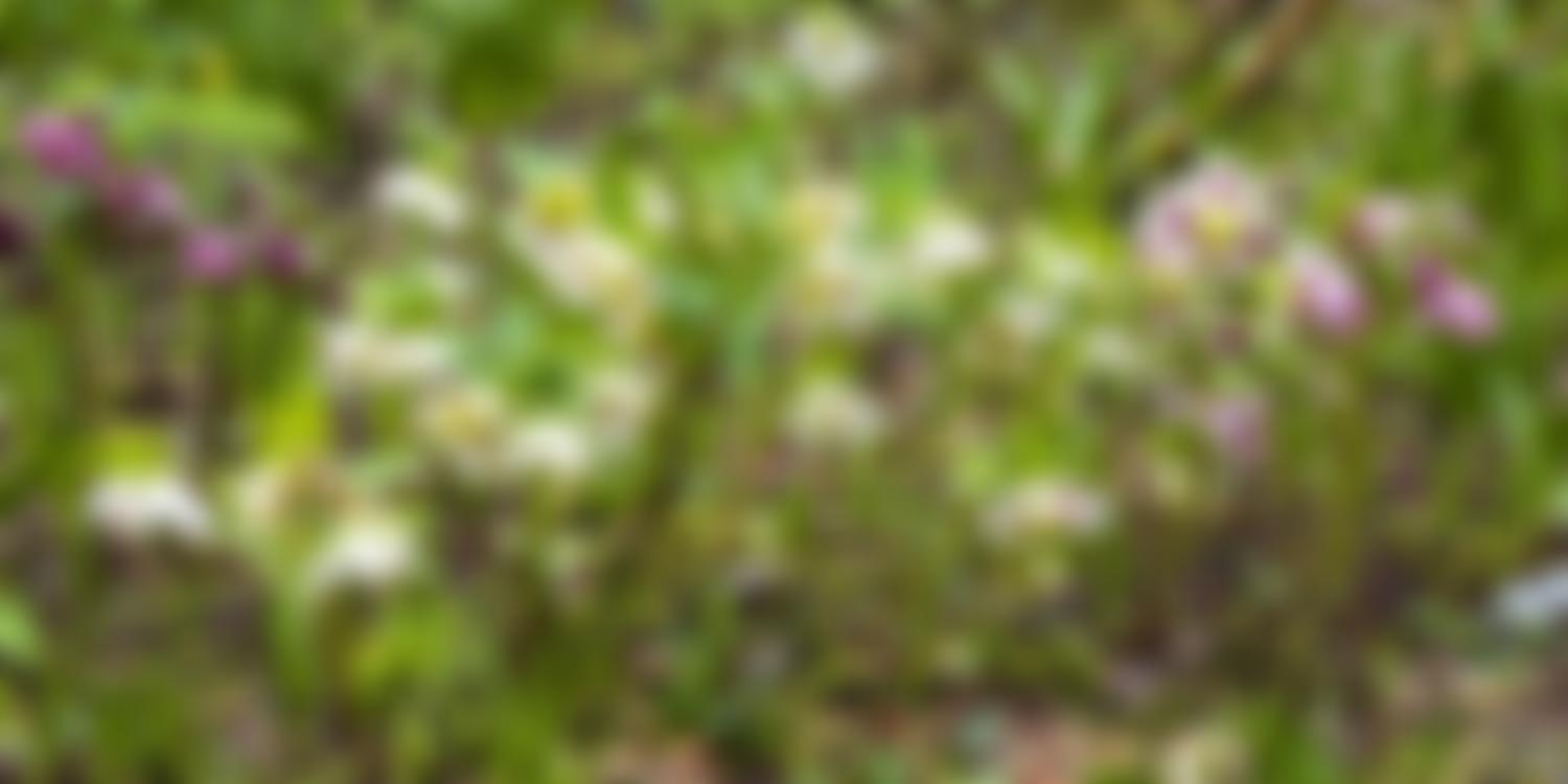 The Fortescue Garden Trust | Charici