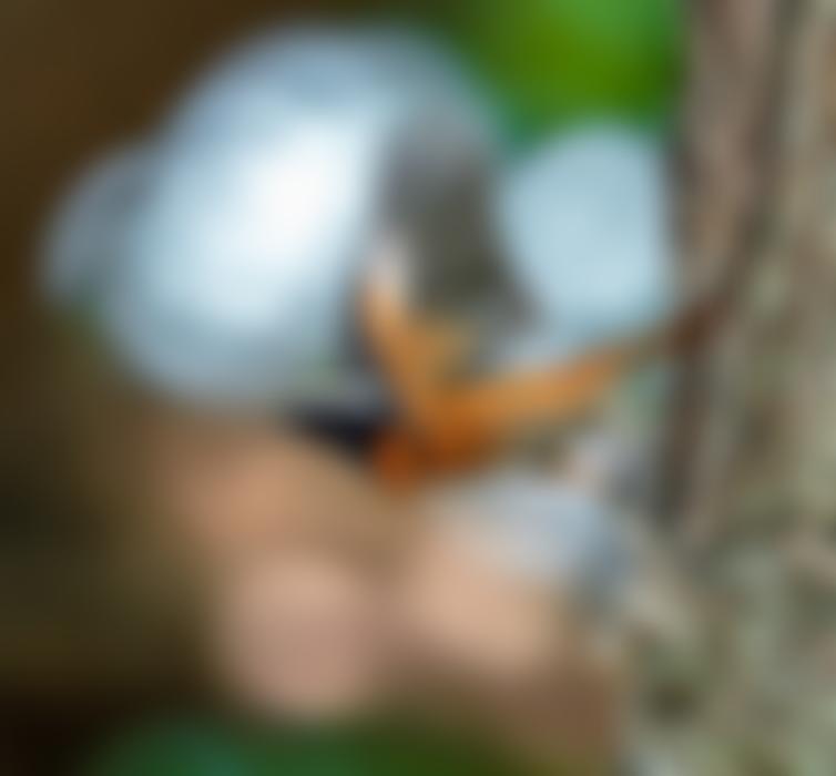 Hampshire Ornithological Society | Charici